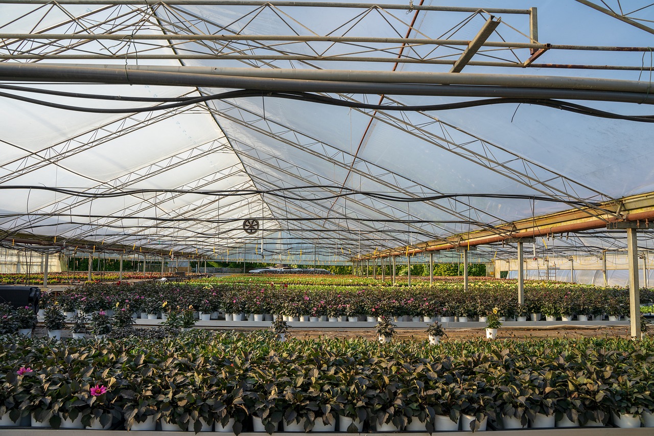 How to Set Up a Greenhouse for Year-Round Gardening